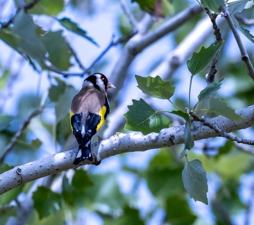 Chardonneret élégant Carduelis carduelis - European Goldfinch