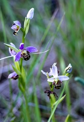 ophrys abeille