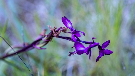 orchis à fleurs lâches