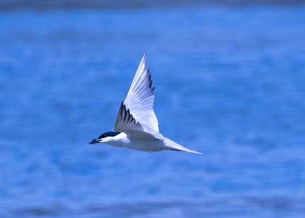 Sterne hansel Gelochelidon nilotica - Gull-billed Tern