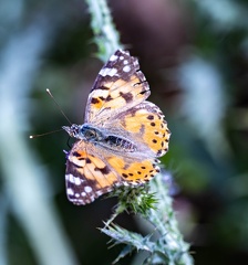 belle dame