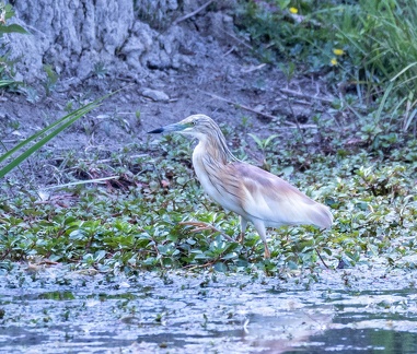 Crabier chevelu Ardeola ralloides - Squacco Heron