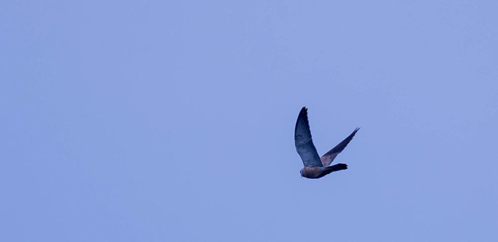 Faucon crécerellette Falco naumanni - Lesser Kestrel