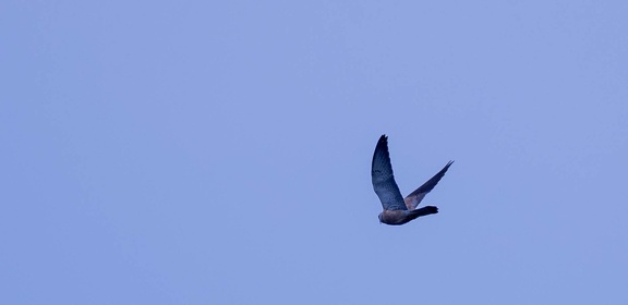 Faucon crécerellette Falco naumanni - Lesser Kestrel