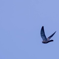 Faucon crécerellette Falco naumanni - Lesser Kestrel