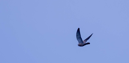 Faucon crécerellette Falco naumanni - Lesser Kestrel