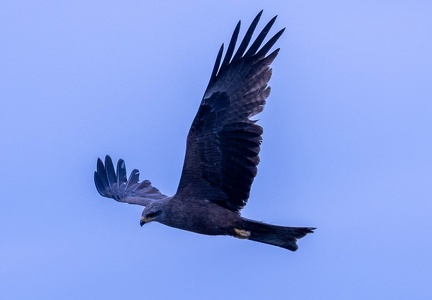 Milan noir Milvus migrans - Black Kite