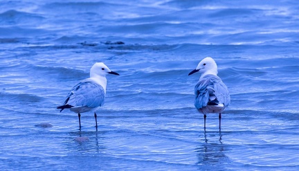 Goéland railleur Chroicocephalus genei - Slender-billed Gull