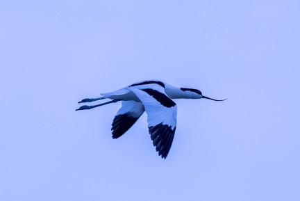 Avocette élégante Recurvirostra avosetta - Pied Avocet