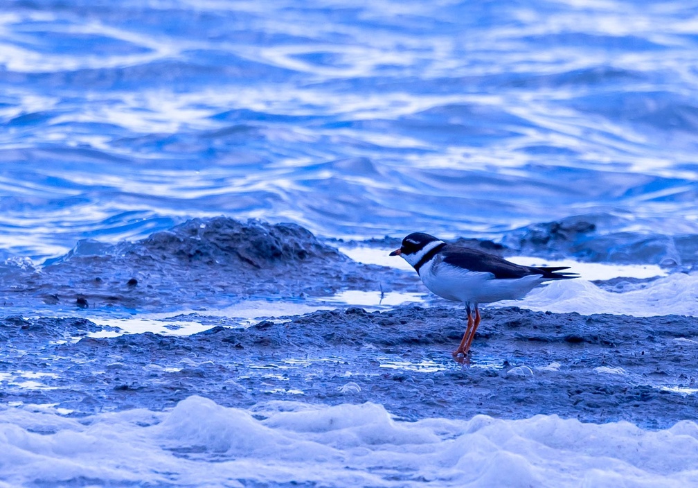 Grand Gravelot Pluvier grand-gravelot Charadrius hiaticula - Common Ringed Plover