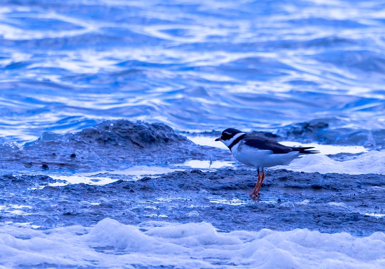 Grand Gravelot Pluvier grand-gravelot Charadrius hiaticula - Common Ringed Plover
