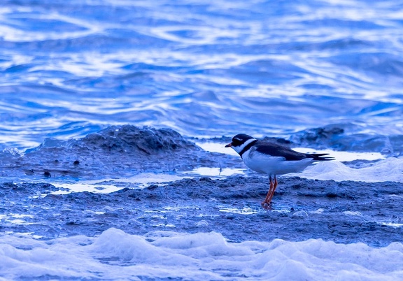 Grand Gravelot Pluvier grand-gravelot Charadrius hiaticula - Common Ringed Plover