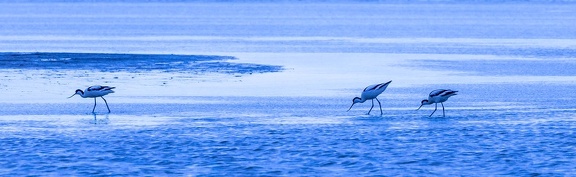 Avocette élégante Recurvirostra avosetta - Pied Avocet