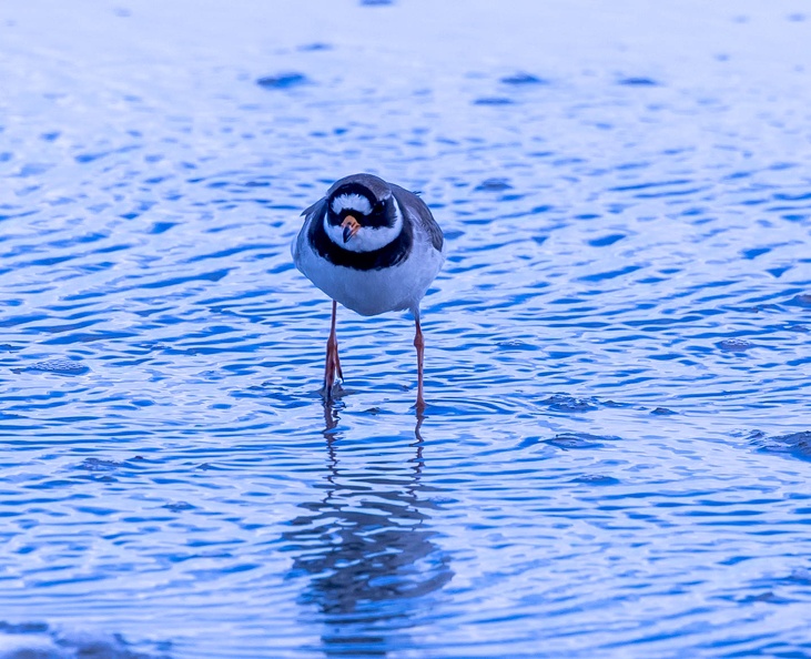 Grand Gravelot Pluvier grand-gravelot Charadrius hiaticula - Common Ringed Plover