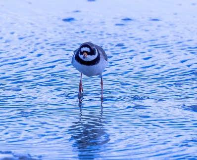 Grand Gravelot Pluvier grand-gravelot Charadrius hiaticula - Common Ringed Plover