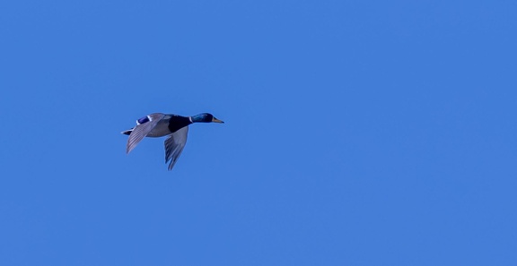 Canard colvert Anas platyrhynchos - Mallard