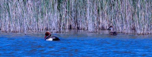 Nette rousse Netta rufina - Red-crested Pochard