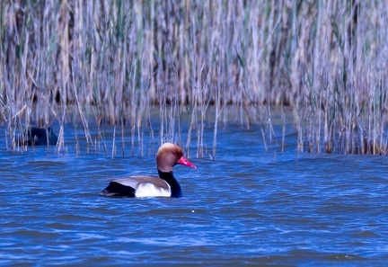 Nette rousse Netta rufina - Red-crested Pochard