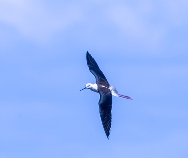 Échasse blanche Himantopus himantopus - Black-winged Stilt