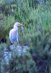 Héron garde-boeufs Ardea ibis - Western Cattle Egret