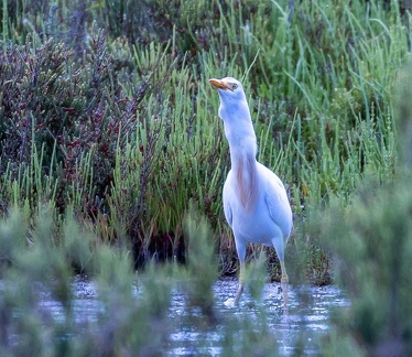 Héron garde-boeufs Ardea ibis - Western Cattle Egret