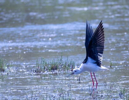 Échasse blanche Himantopus himantopus - Black-winged Stilt