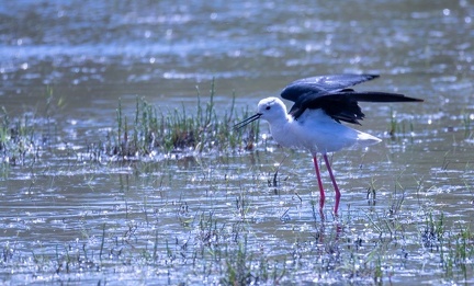Échasse blanche Himantopus himantopus - Black-winged Stilt