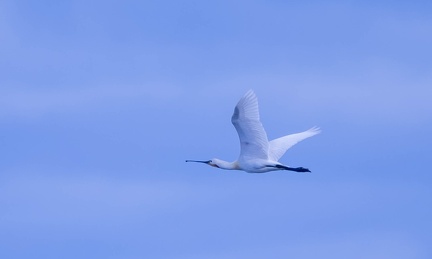 Spatule blanche Platalea leucorodia - Eurasian Spoonbill