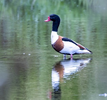 Tadorne de Belon Tadorna tadorna - Common Shelduck