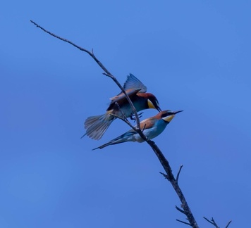 Guêpier d'Europe Merops apiaster - European Bee-eater