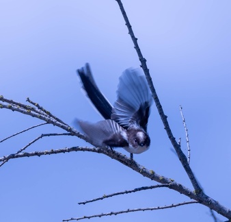 Orite à longue queue Mésange à longue queue Aegithalos caudatus - Long-tailed Tit