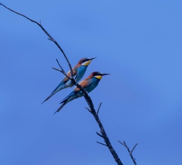 Guêpier d'Europe Merops apiaster - European Bee-eater