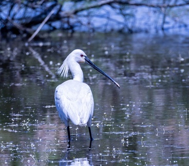 Spatule blanche Platalea leucorodia - Eurasian Spoonbill