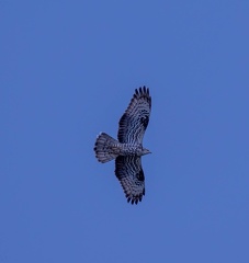 Bondrée apivore Pernis apivorus - European Honey Buzzard
