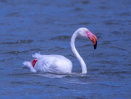 Flamant rose Phoenicopterus roseus - Greater Flamingo