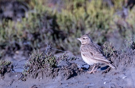 Cochevis huppé Galerida cristata - Crested Lark