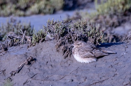 Cochevis huppé Galerida cristata - Crested Lark