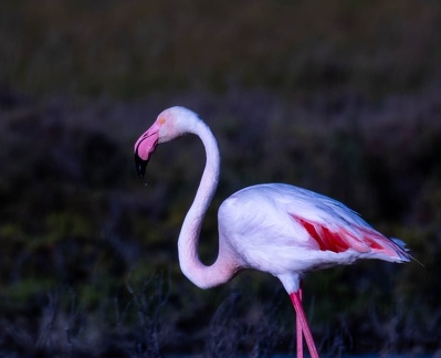 Flamant rose Phoenicopterus roseus - Greater Flamingo