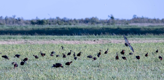 Ibis falcinelle Plegadis falcinellus - Glossy Ibis