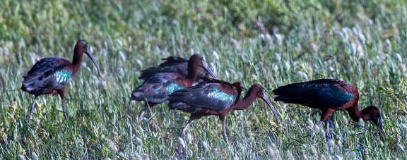 Ibis falcinelle Plegadis falcinellus - Glossy Ibis