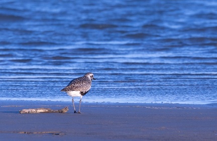 Pluvier argenté Pluvialis squatarola - Grey Plover