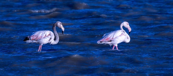 Flamant rose Phoenicopterus roseus - Greater Flamingo