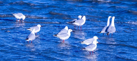 Goéland railleur Chroicocephalus genei - Slender-billed Gull