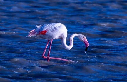 Flamant rose Phoenicopterus roseus - Greater Flamingo