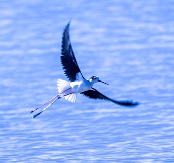Échasse blanche Himantopus himantopus - Black-winged Stilt