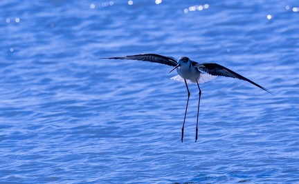 Échasse blanche Himantopus himantopus - Black-winged Stilt