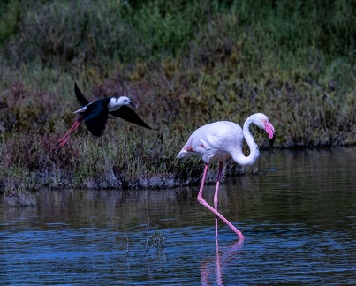 Échasse blanche Himantopus himantopus - Black-winged Stilt et Flamant rose Phoenicopterus roseus - Greater Flamingo 