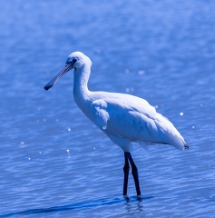 Spatule blanche Platalea leucorodia - Eurasian Spoonbill