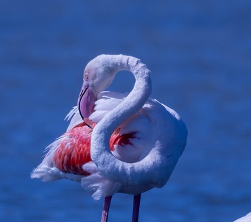 Flamant rose Phoenicopterus roseus - Greater Flamingo