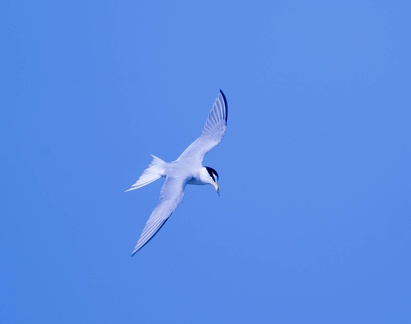 Sterne naine Sternula albifrons - Little Tern